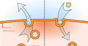 Endocytosis Definition Biology – The Definitions of Genetics and Inherited Biology